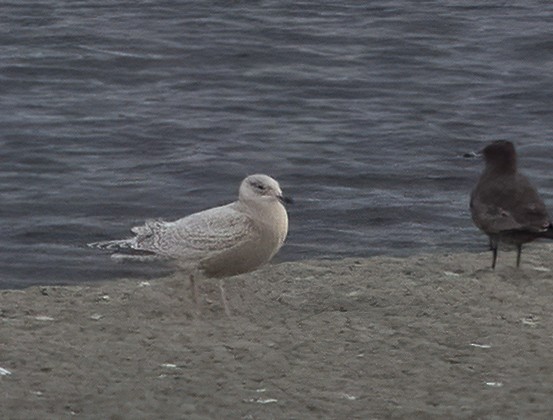 Gaviota Groenlandesa (Esquimal) - ML647061628