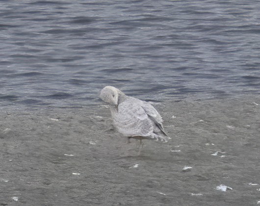 Gaviota Groenlandesa (Esquimal) - ML647061629