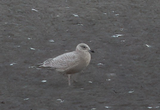 Gaviota Groenlandesa (Esquimal) - ML647061630