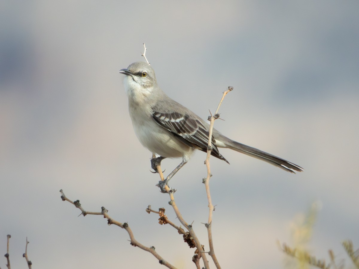 drozdec mnohohlasý - ML647061637