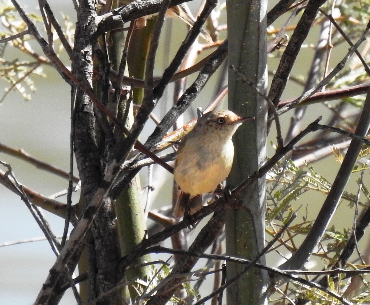 Buff-rumped Thornbill - ML647061639
