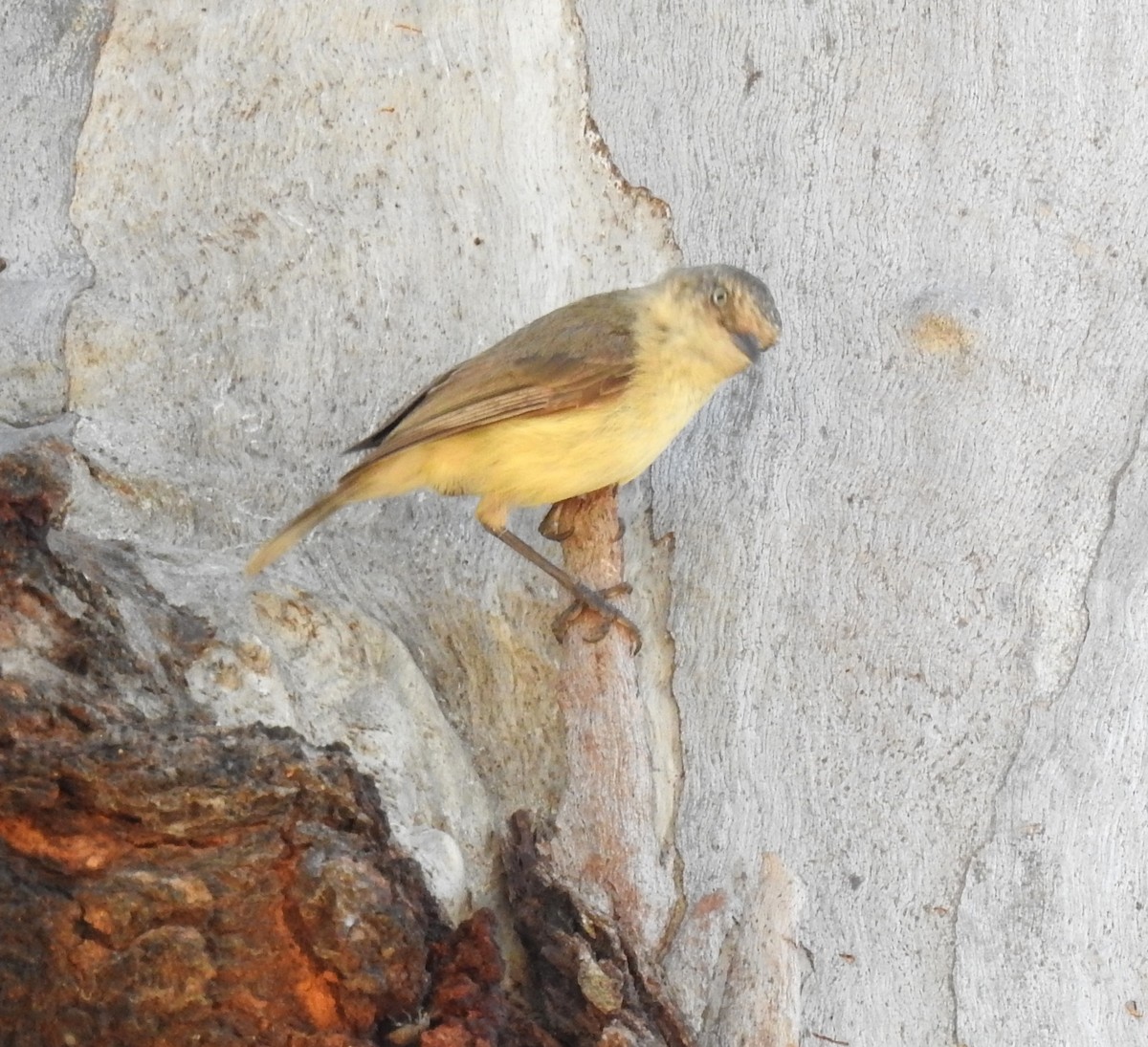 Acantiza Reguloide - ML647061640