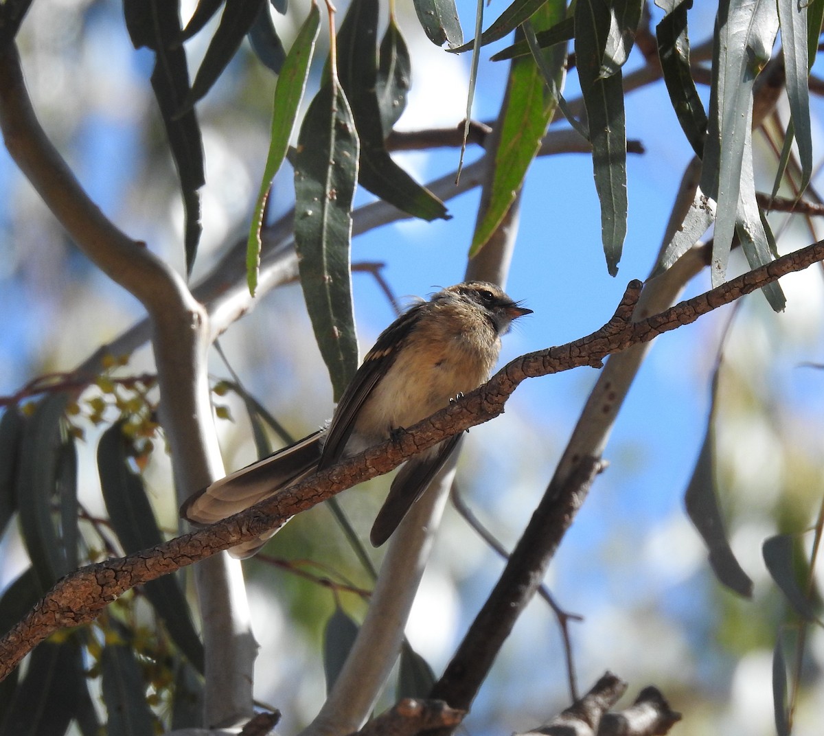 Gray Fantail - ML647061643