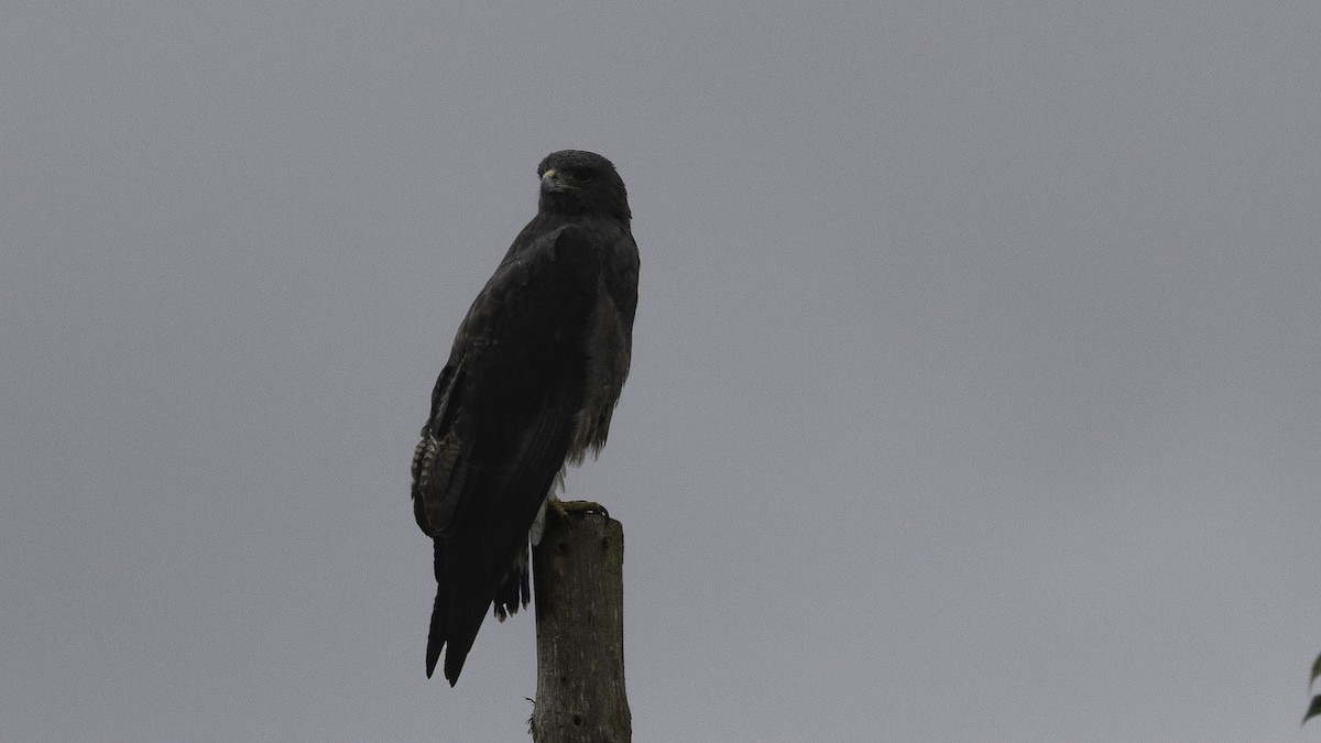 hvitstjertvåk - ML647061644