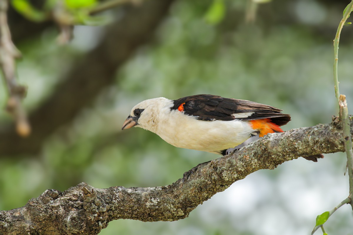 hvithodevever - ML647061645