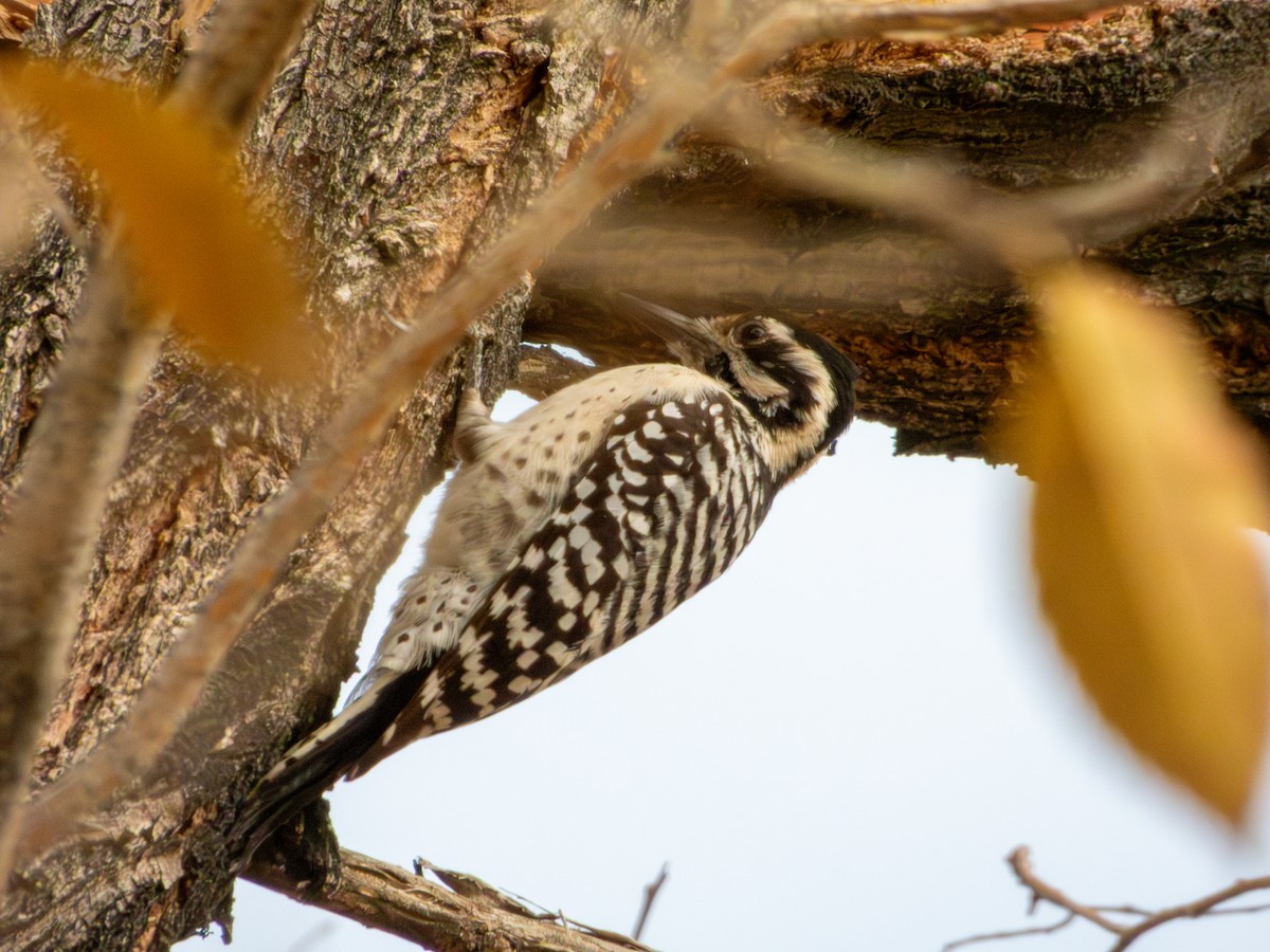 strakapoud proužkohřbetý - ML647061647