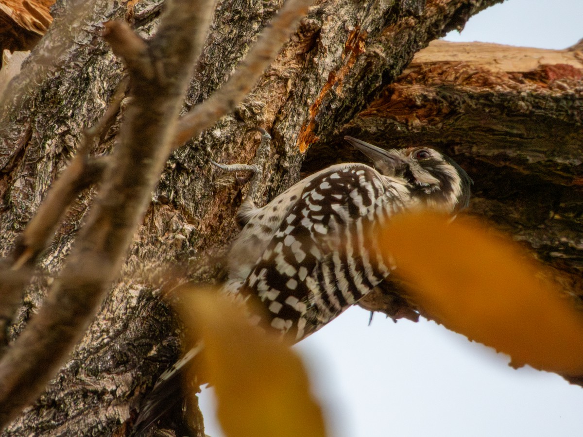 strakapoud proužkohřbetý - ML647061648