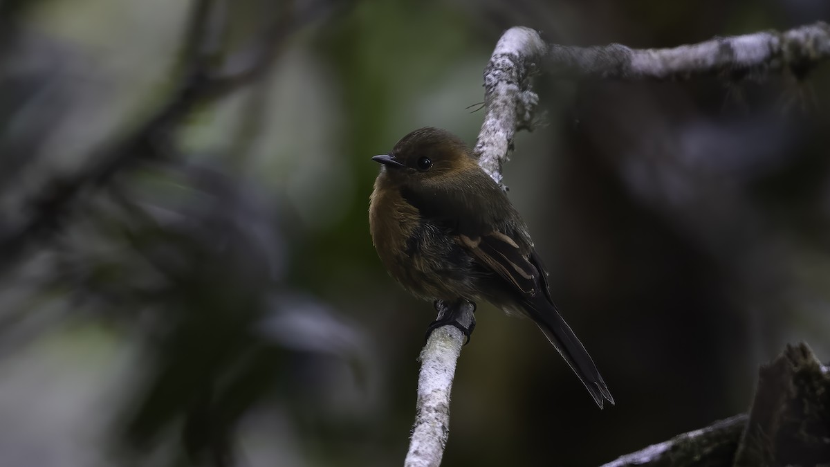 kaneltyrann (cinnamomeus/pyrrhopterus) - ML647061652