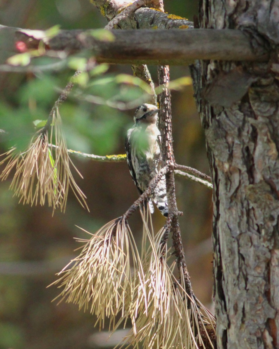 Lesser Spotted Woodpecker - ML647061660