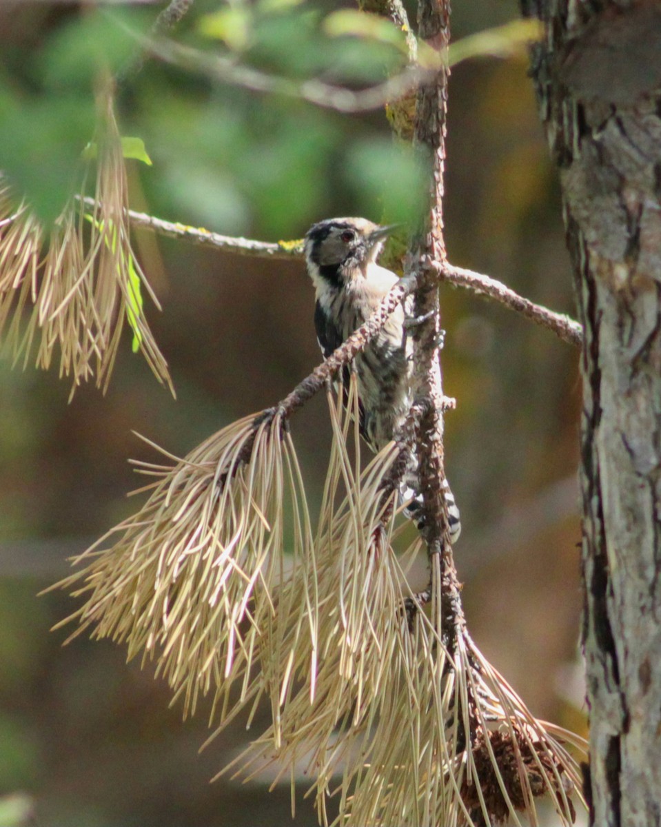 Lesser Spotted Woodpecker - ML647061661