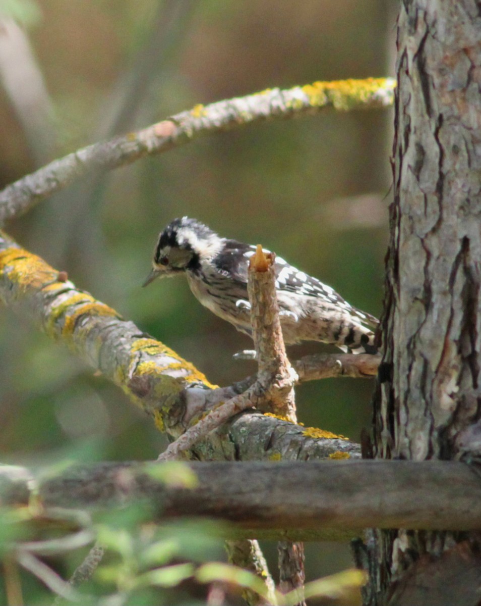 Lesser Spotted Woodpecker - ML647061662