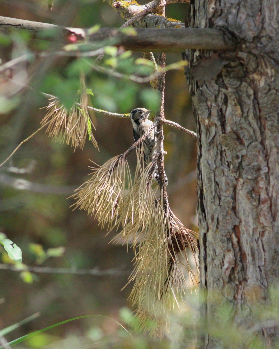Lesser Spotted Woodpecker - ML647061663