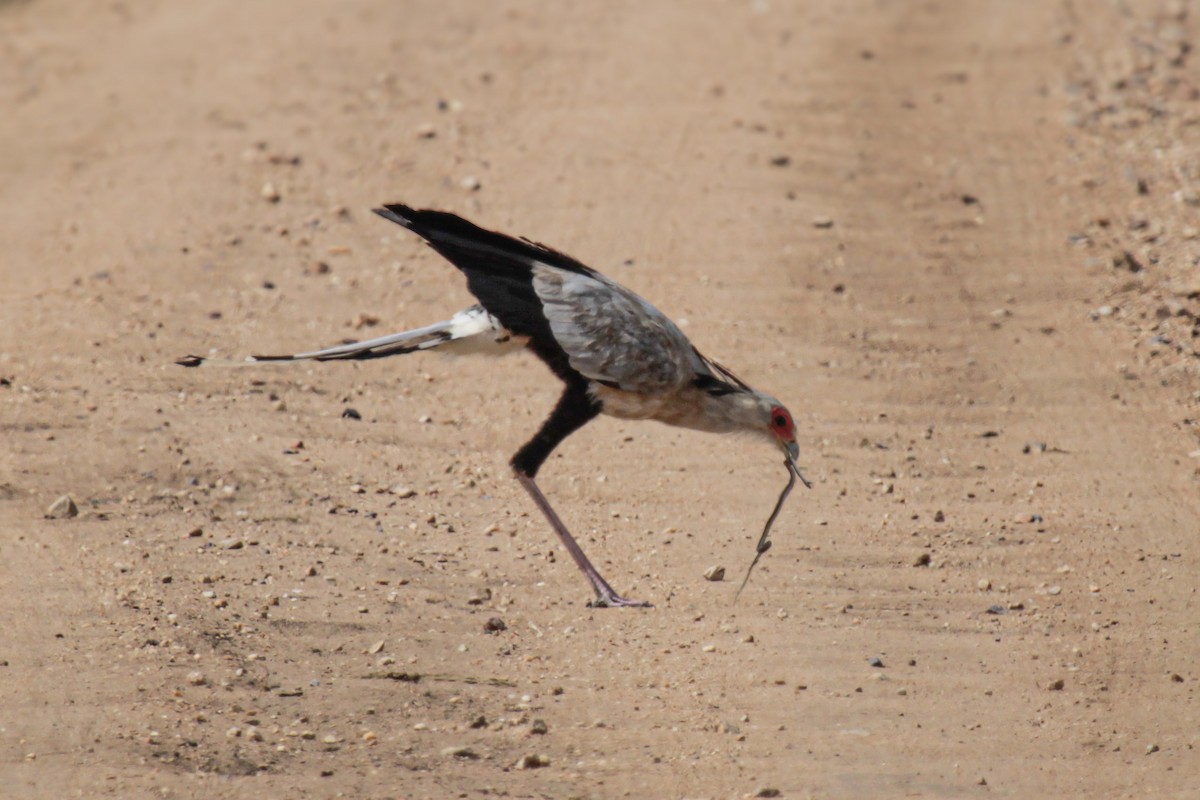Secretarybird - ML647061664