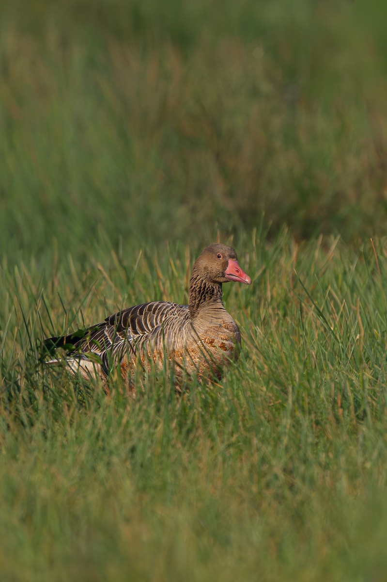 灰雁 - ML647061666