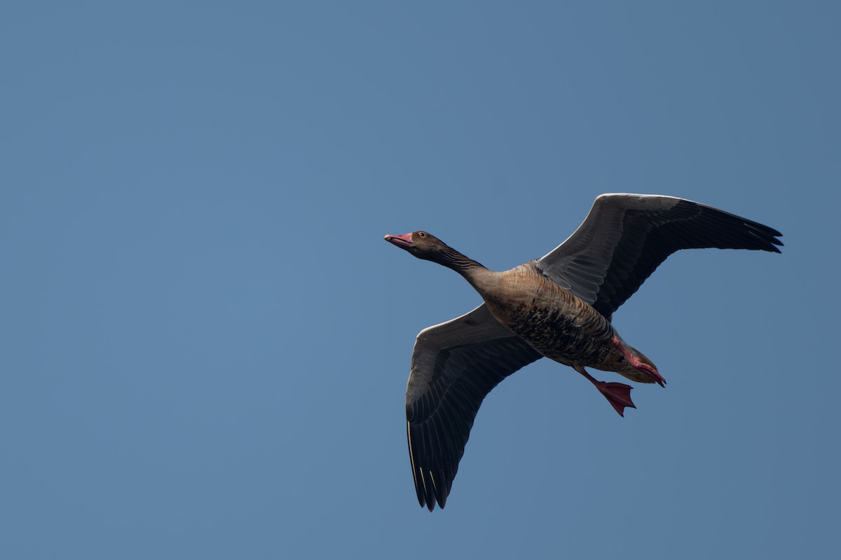 灰雁 - ML647061667