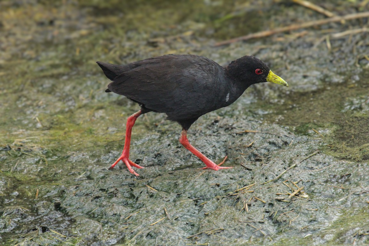 Black Crake - ML647061670