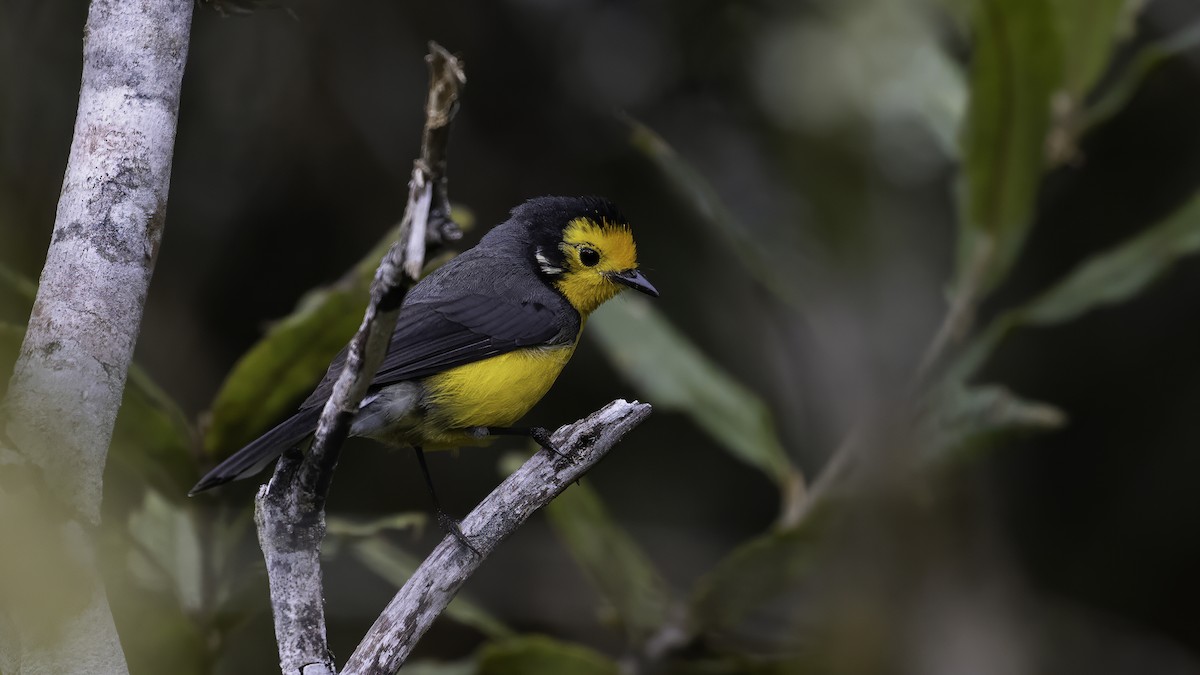 Golden-fronted Redstart (Golden-fronted) - ML647061671