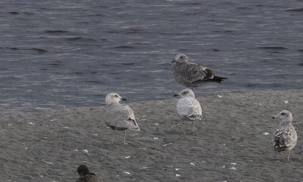 Gaviota de Bering - ML647061673