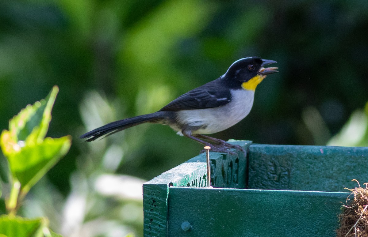 White-naped Brushfinch - ML647061675