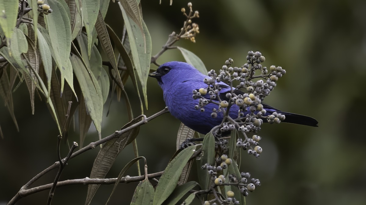 blåtanagar (vassorii/branickii) - ML647061676