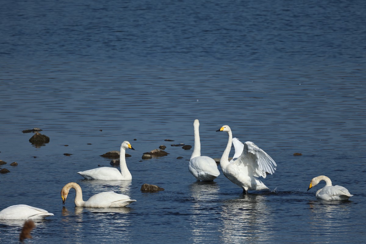 Whooper Swan - ML647061679