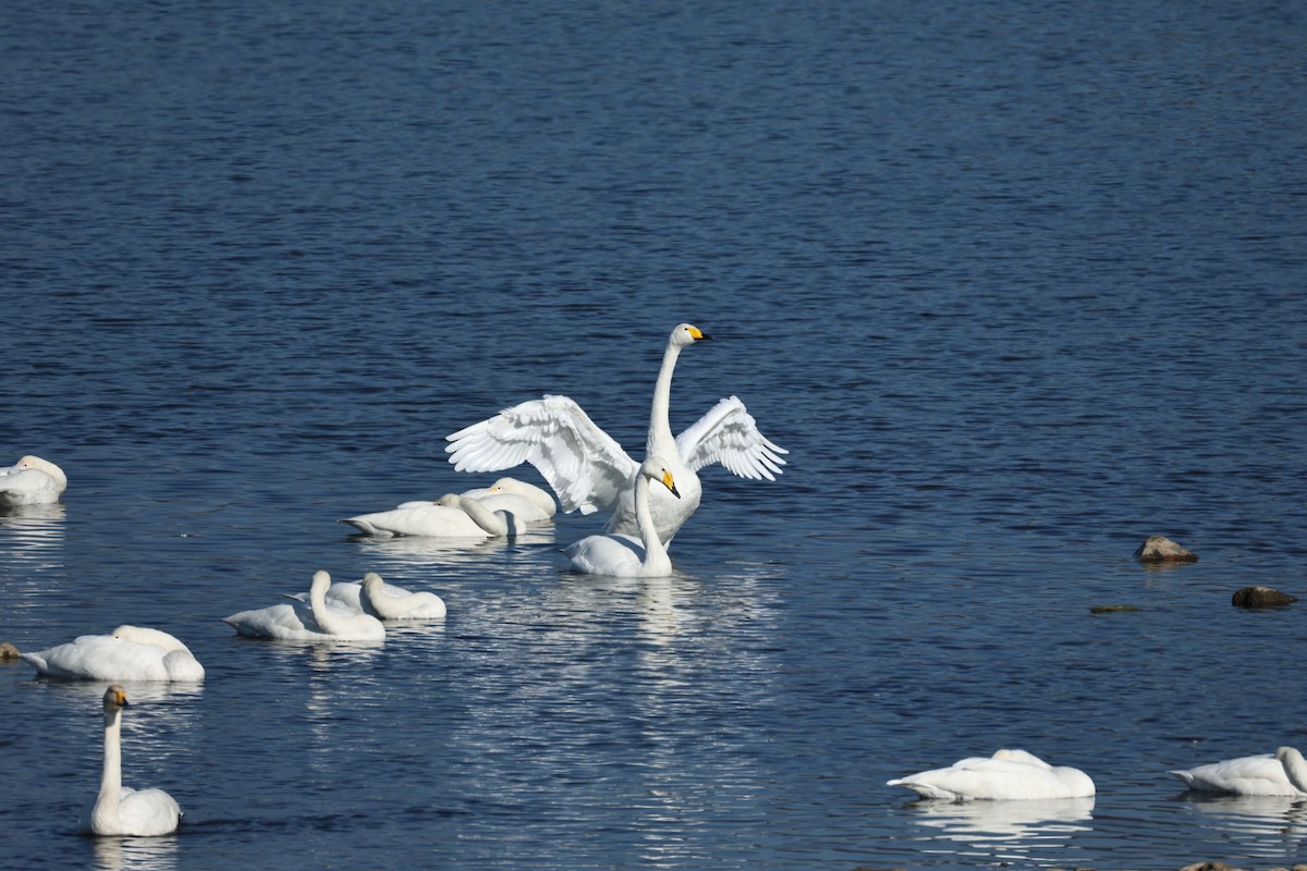 Whooper Swan - ML647061680