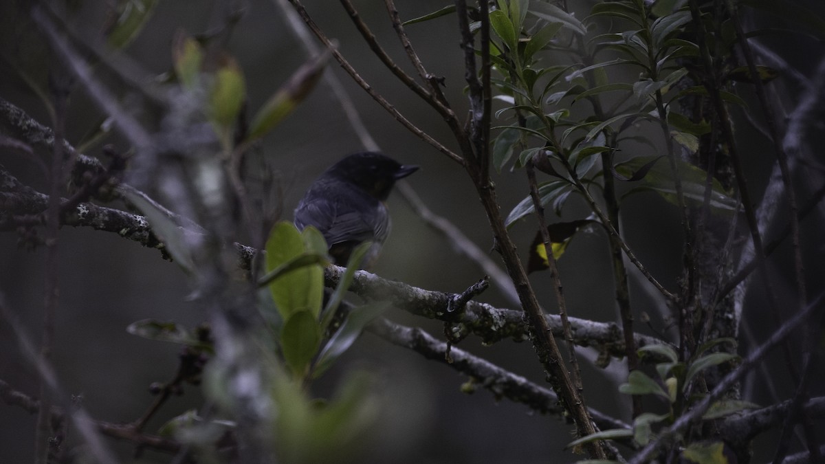 svartstrupeblomsterborer - ML647061683