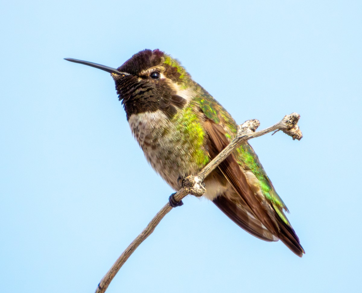Anna's Hummingbird - ML647061684