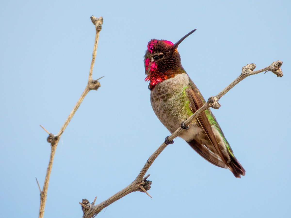 Anna's Hummingbird - ML647061685