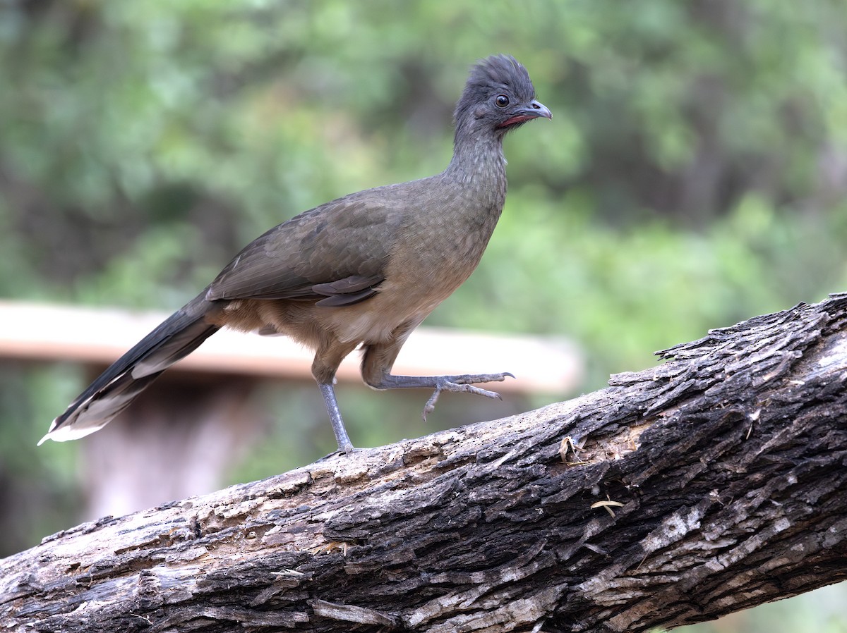 Plain Chachalaca - ML647061701