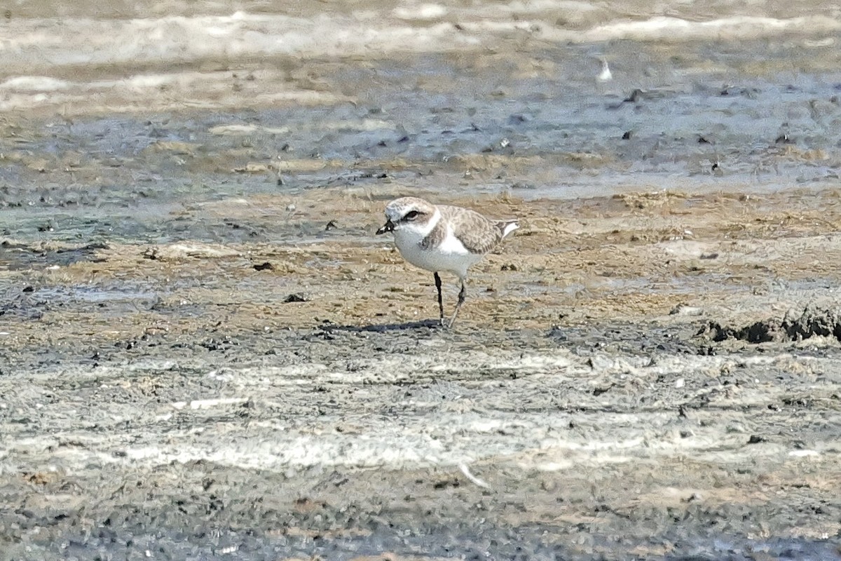 東方環頸鴴 - ML647061702