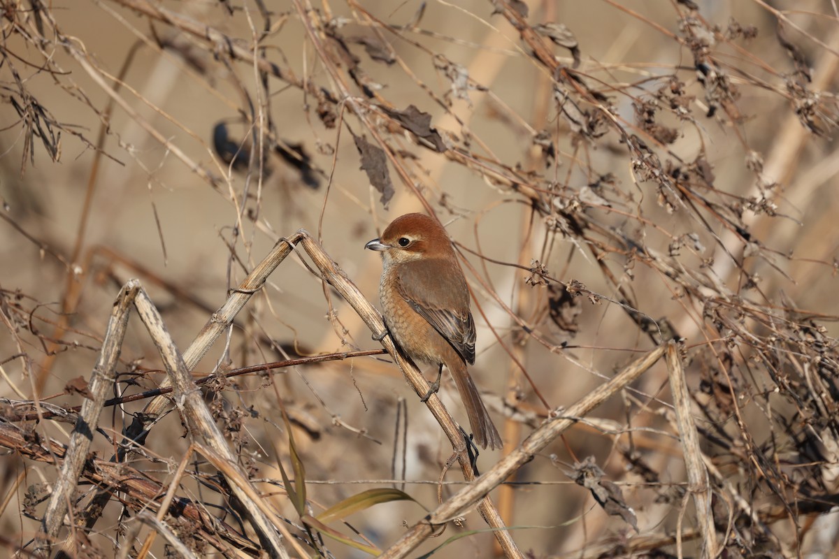 紅頭伯勞 - ML647061705