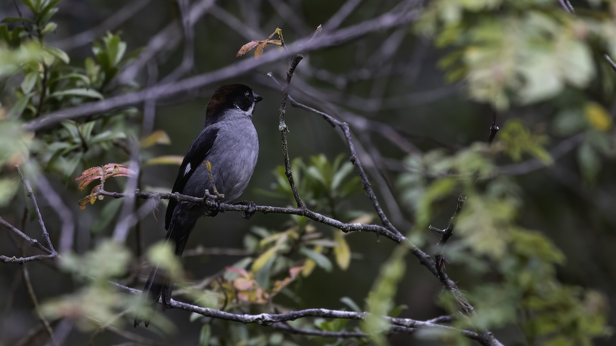 Northern Slaty Brushfinch - ML647061706