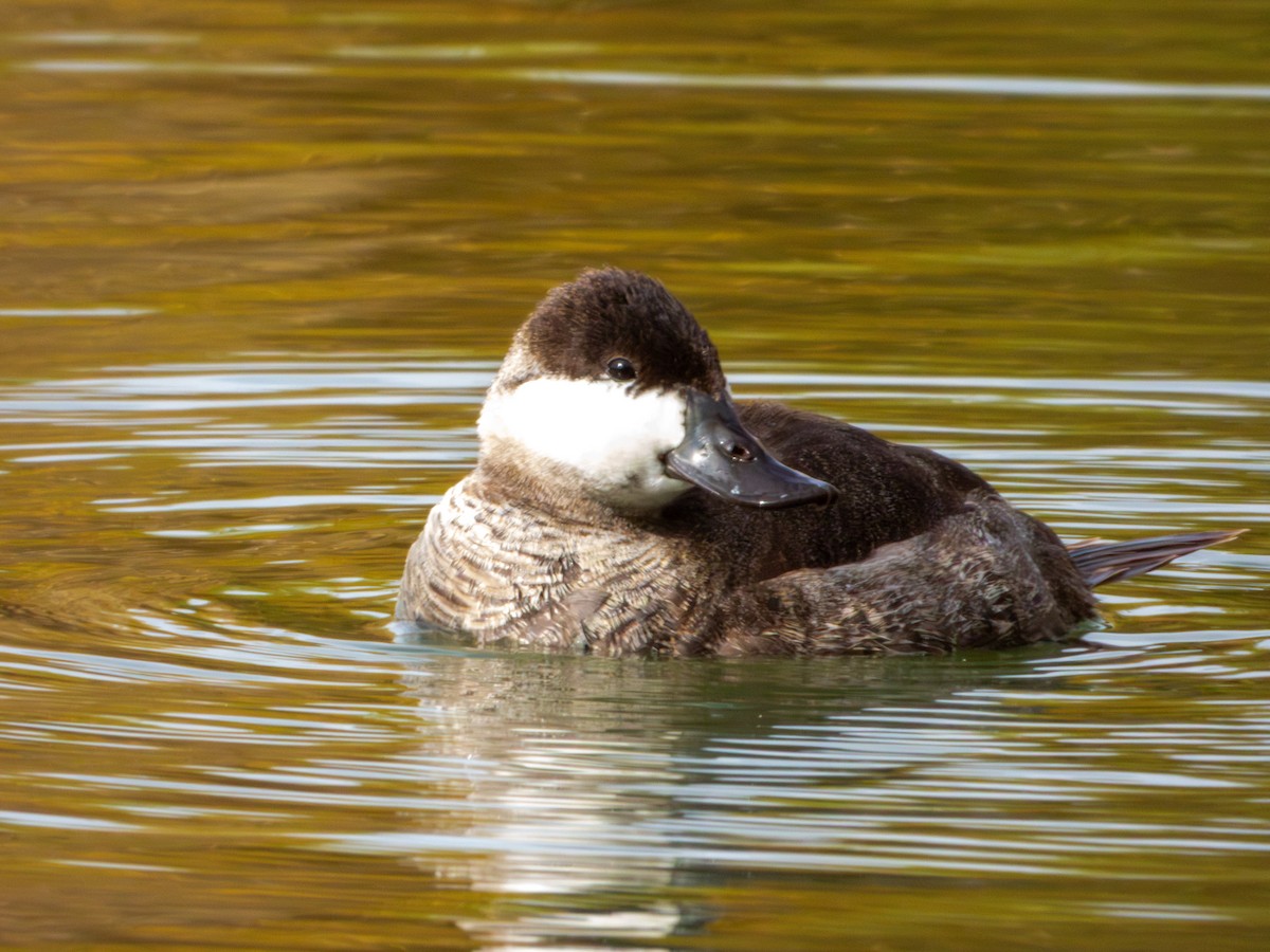 Ruddy Duck - ML647061707