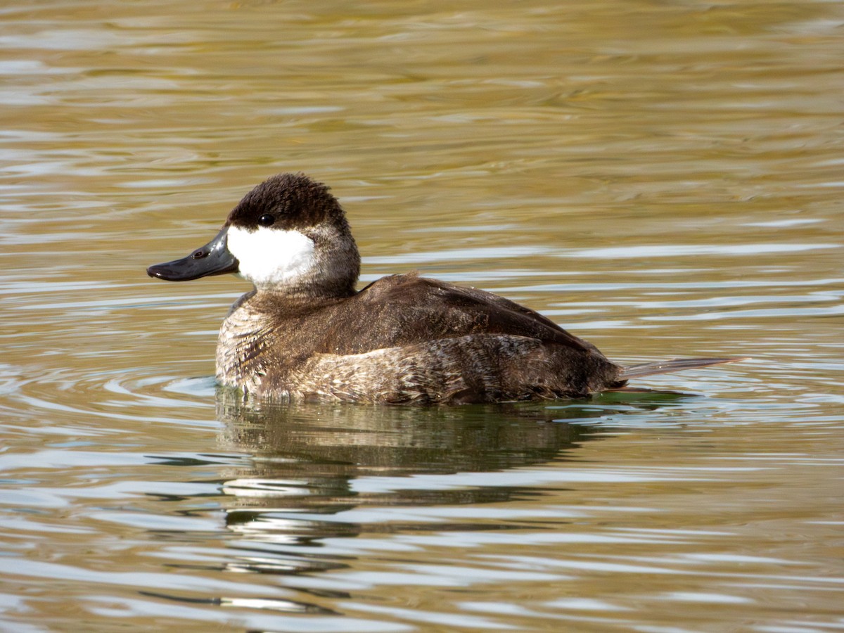 Ruddy Duck - ML647061708