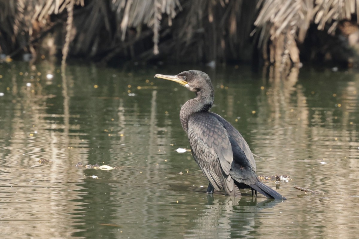 鸕鷀 - ML647061709