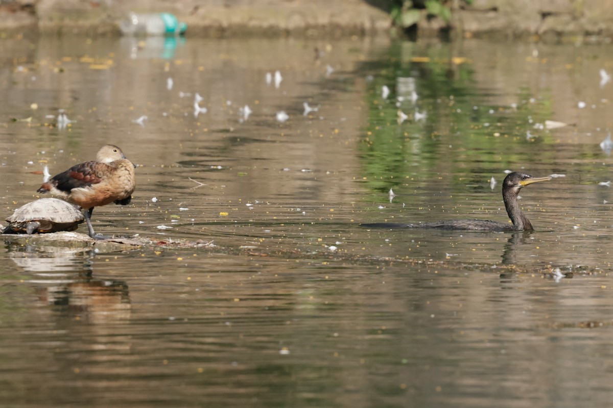 鸕鷀 - ML647061710