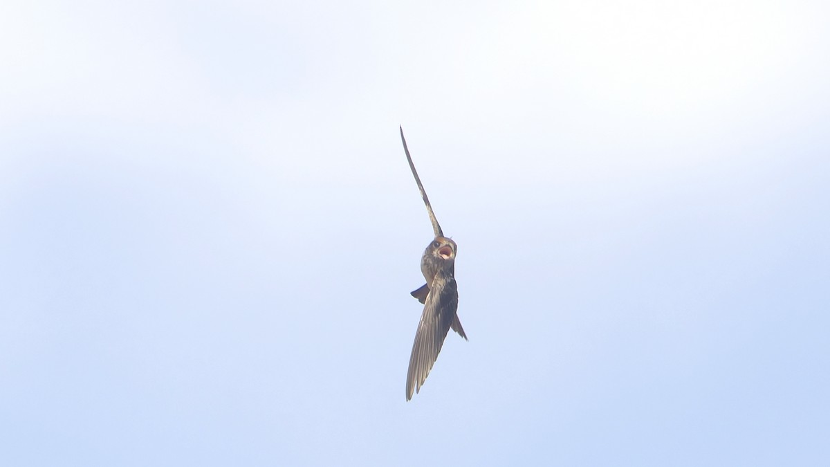 Streak-throated Swallow - ML647061711