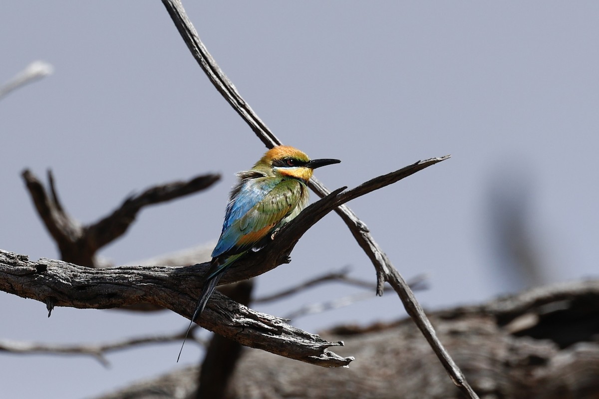 彩虹蜂虎 - ML647061712