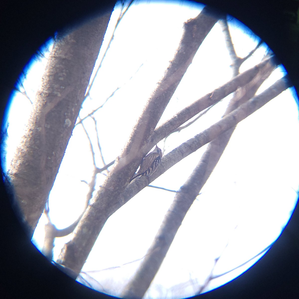 Japanese Pygmy Woodpecker - ML647061715