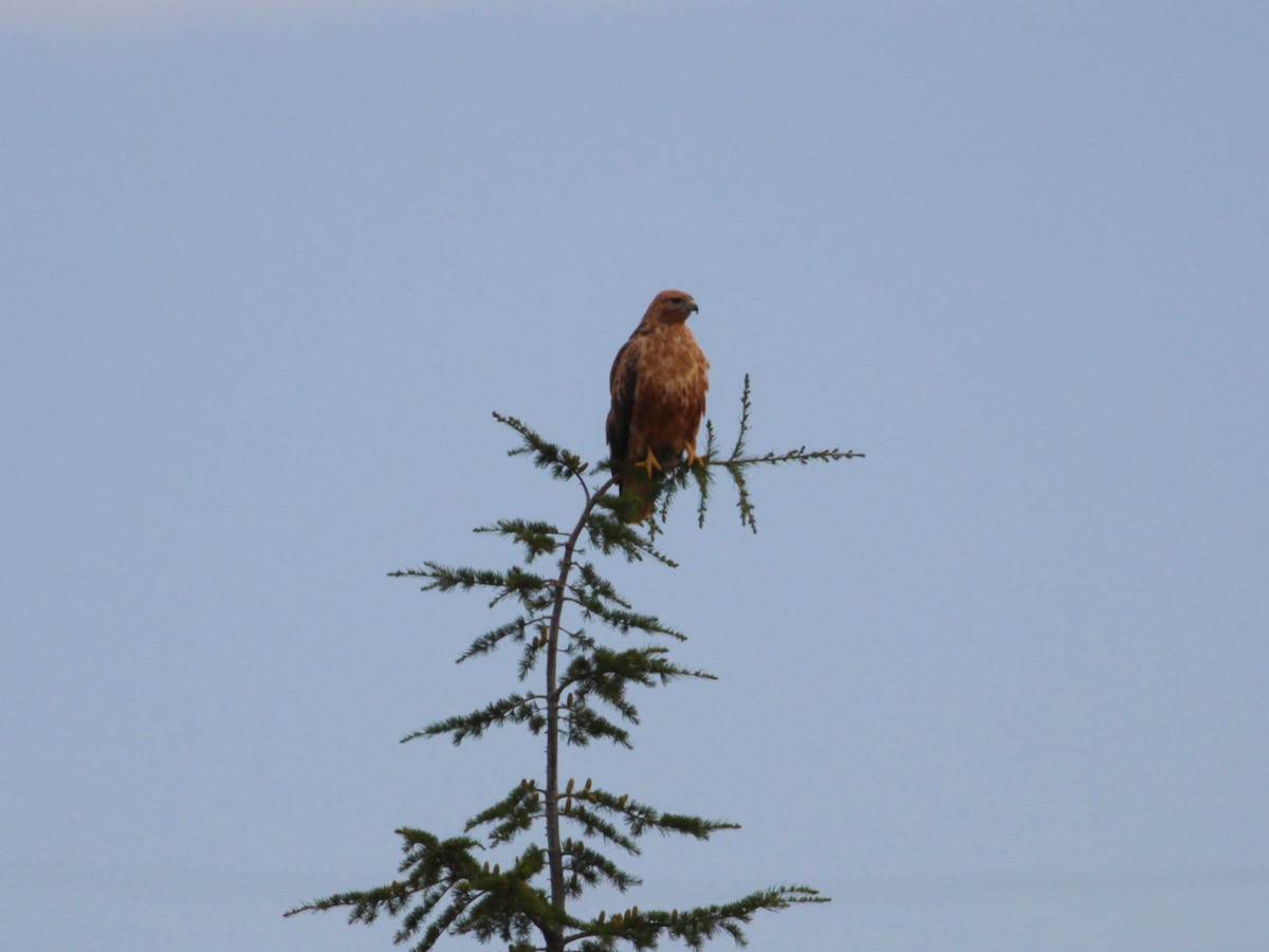 Long-legged Buzzard - ML647061716