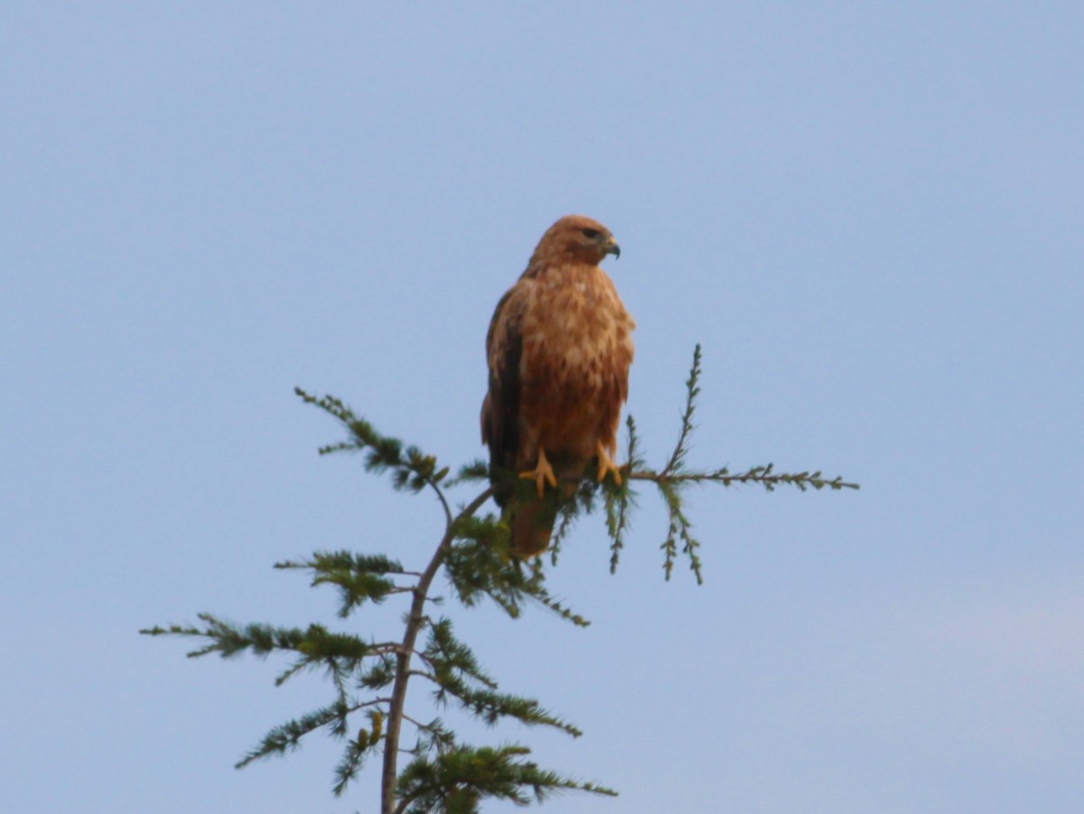 Long-legged Buzzard - ML647061717