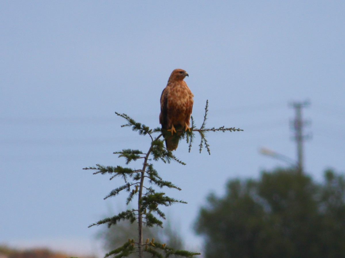 Long-legged Buzzard - ML647061718