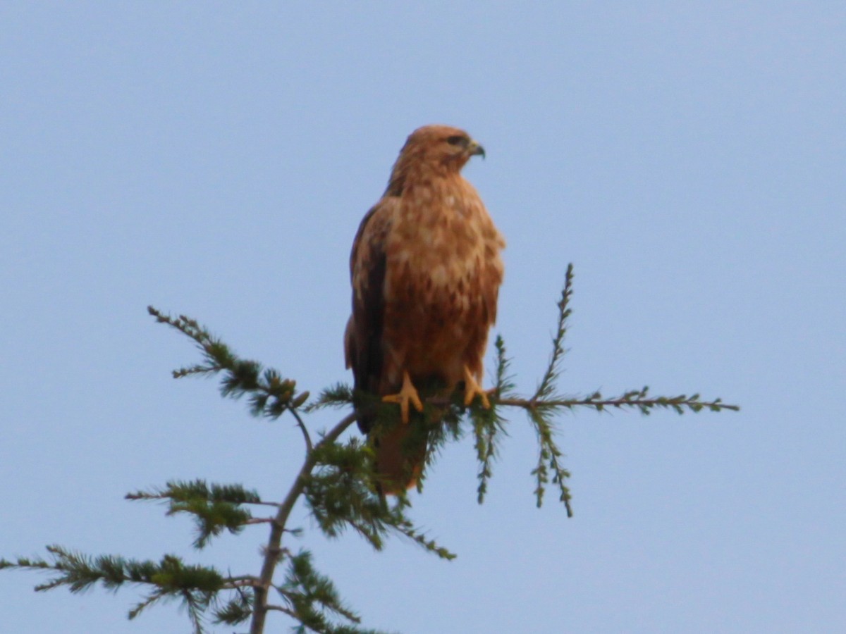Long-legged Buzzard - ML647061719
