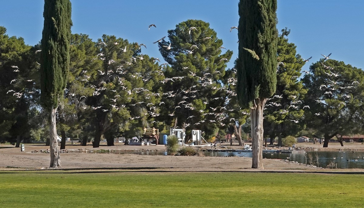 葡萄胸鴨 - ML647061720