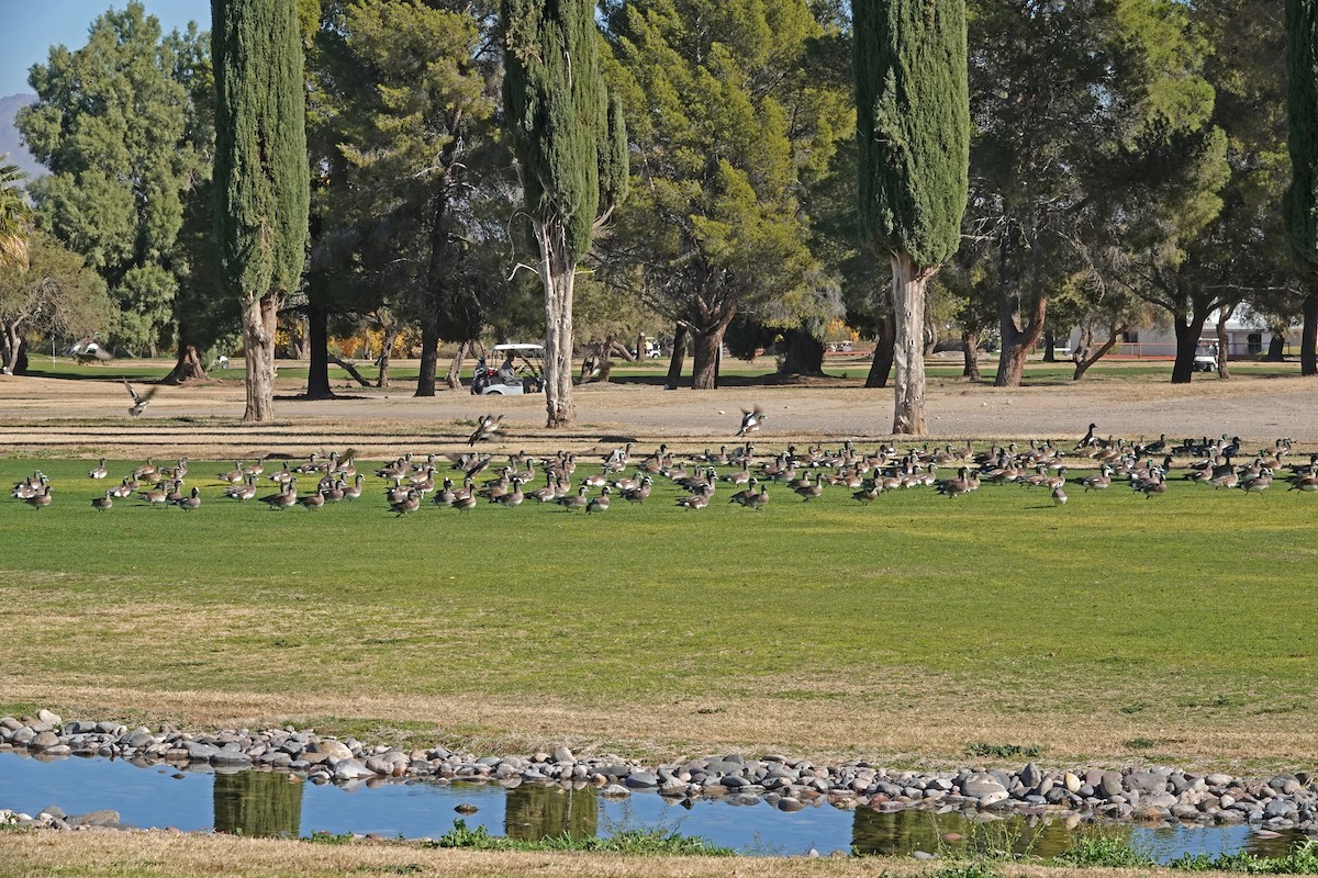 葡萄胸鴨 - ML647061721