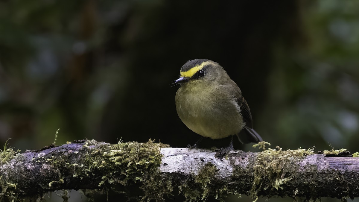 Yellow-bellied Chat-Tyrant - ML647061726