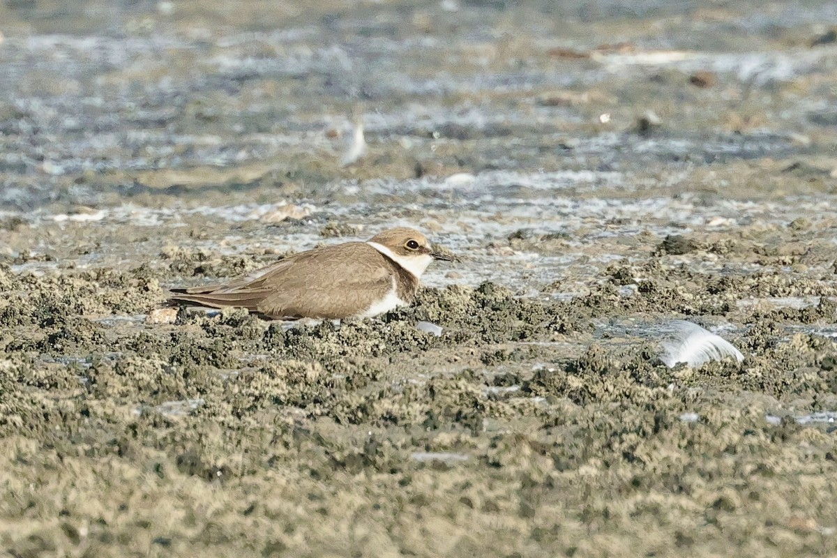 小環頸鴴 - ML647061727