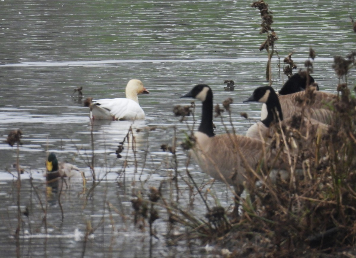 Snow Goose - ML647061728