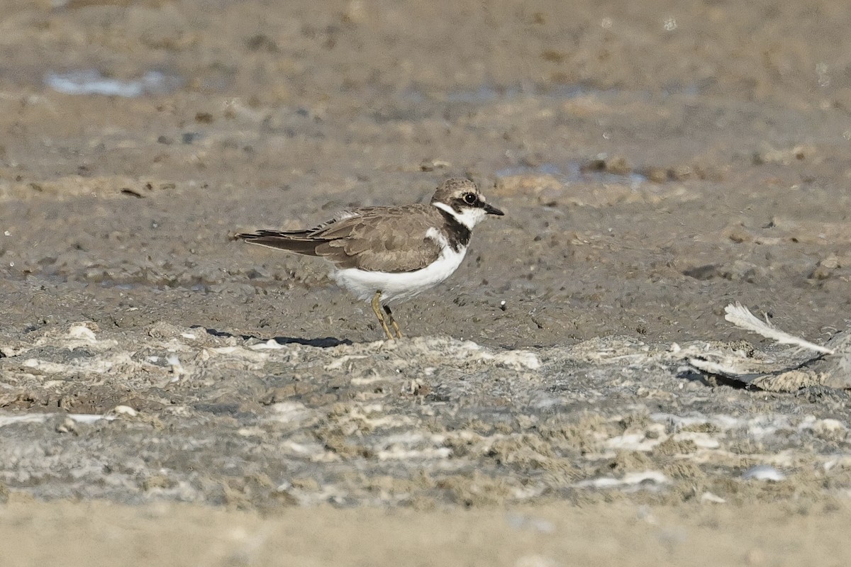 小環頸鴴 - ML647061729